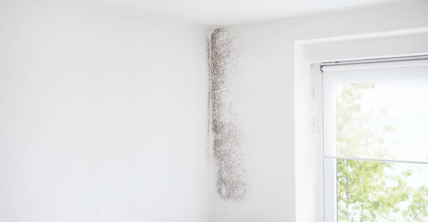 Mold Odor Removal Services in Marion, MS